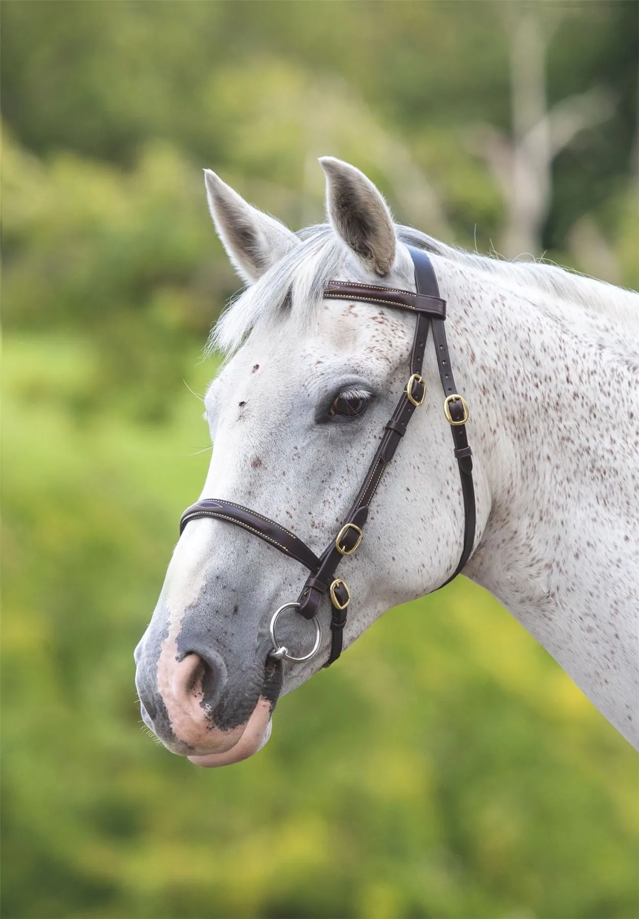 Shires Blenheim Fancy Stitched Inhand Bridle